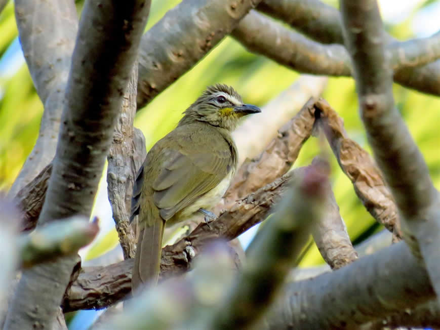 white browed bulbul